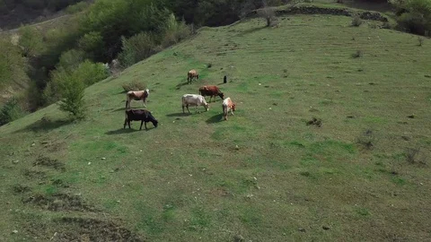 Flying Over Cows On A Meadow On A Mountain Slope Stock Footage 129324599