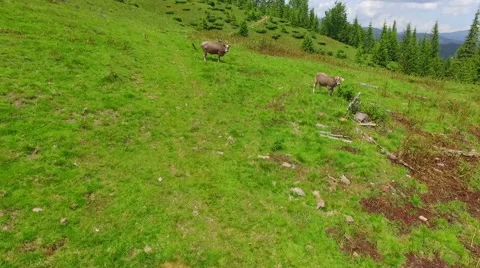 Flying over the cows in the mountains Stock Footage 64779236