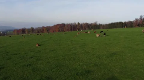 Flying over cows towards forest 스톡 동영상 61462108