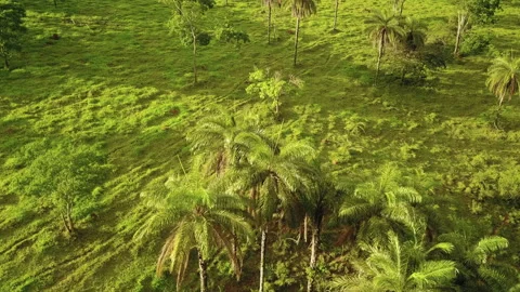 Flying over coyol palm trees in the Brazilian jungle as people approaching Stock Footage 138693586