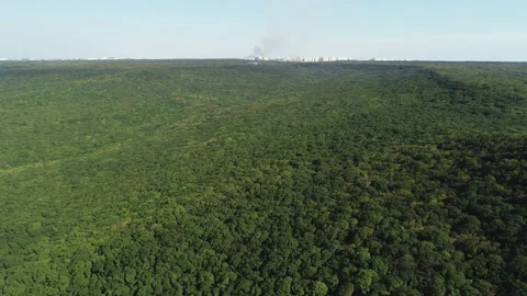 Flying over the crowns of green tree crowns in summer Stock Footage 152996645