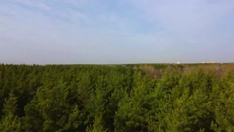 Flying over the crowns of trees Stock Footage 240319397
