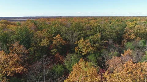 Flying over the crowns of trees in the forest in autumn Video stock 153341627