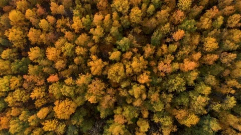 Flying Over Crowns Of Trees In Forest Golden Red Yellow Color On Autumn Evening Stock Footage 171853272