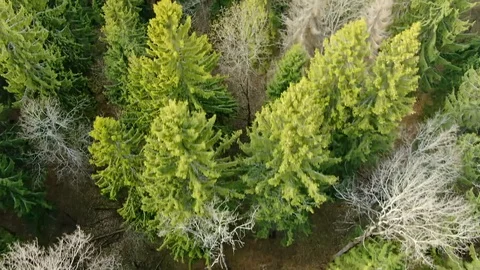 Flying over the crowns of trees in the spring forest. Stock Footage 129350699