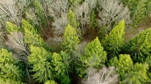 Flying over the crowns of trees in the spring forest. Stock Footage 129350759