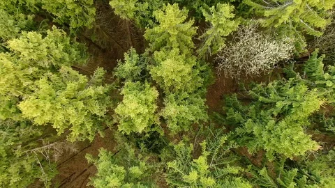 Flying over the crowns of trees in the spring forest. Video stock 129352945