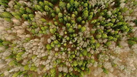 Flying over the crowns of trees in the spring forest. Video stock 129353007