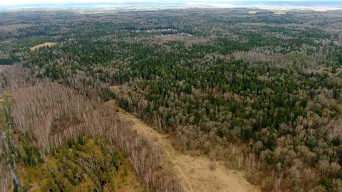 Flying over the crowns of trees in the spring forest. Video stock 129353115