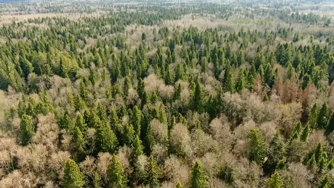 Flying over the crowns of trees in the spring forest. Stock Footage 129353221