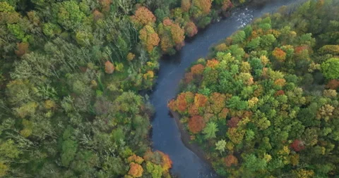 Flying over curvy river in the forest Stock Footage 289560514