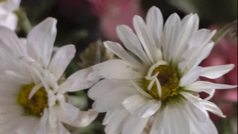 Flying over the daisies Video stock 98926819