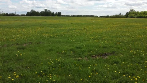 Flying over a dandelion field Stock Footage 155471898