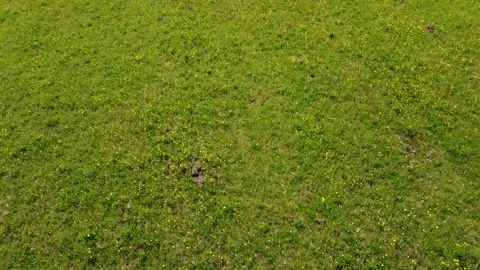 Flying over a dandelion field 스톡 동영상 155471938