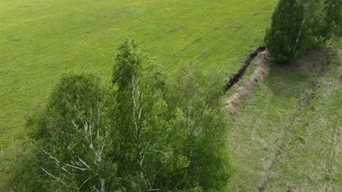 Flying over a dandelion field Vídeo Stock 155471961