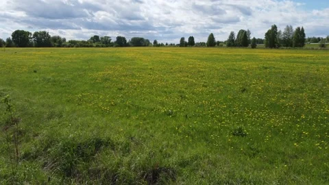 Flying over a dandelion field Stock Footage 155471981