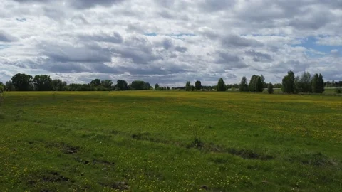 Flying over a dandelion field Stock Footage 155472027