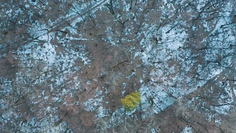 Flying over the dark forest. Trees without foliage. Gloomy forest. Beautiful tre Stock Footage 104370026