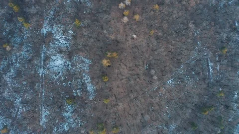 Flying over the dark forest. Trees without foliage. Gloomy forest. Beautiful tre Stock Footage 104370123