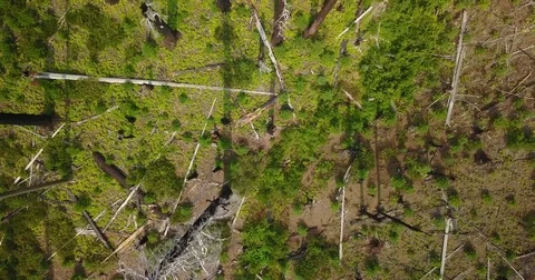 Flying over dead forest Stock Footage 79168502