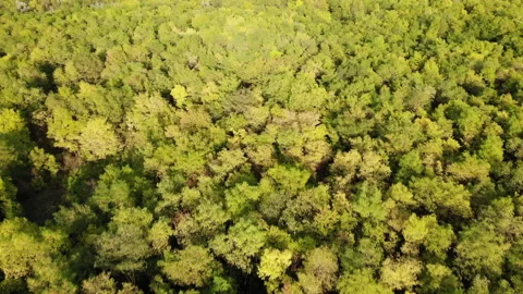 Flying over a deciduous forest by drone Stockbeeldmateriaal 138537084