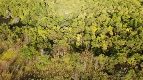 Flying over a deciduous forest by drone Stock Footage 138554860