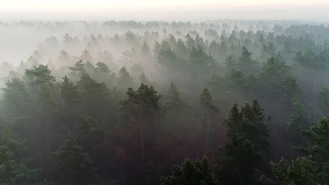 Flying over deep fog forest before sunrise. Pine tree in the mist aerial shot Stock Footage 118438540