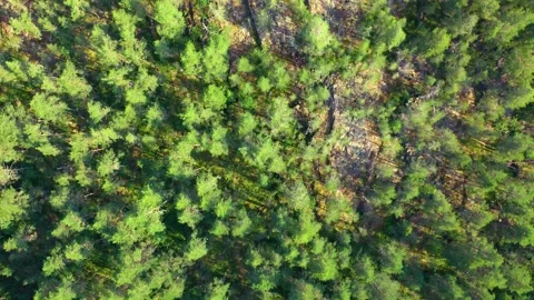 Flying over a dense coniferous forest growing on a mountainous surface.  Stock Footage 235529535