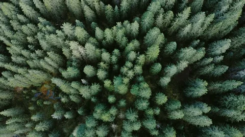Flying over dense dark green forest. Treetops of fir tree. Flight along trees. Stock-Footage 120581823