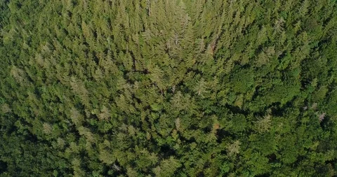 Flying over a dense forest Stock Footage 98840547