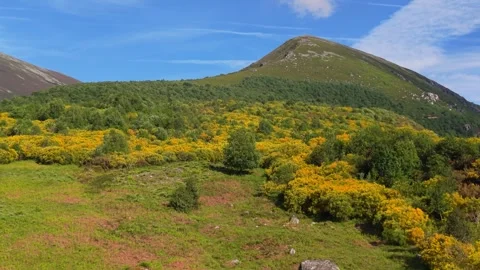 Flying Over Dense Forest In The Mountain Range In Summer. - aerial shot Stock Footage 338276687