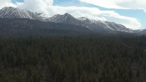 Flying over a dense forest near Mammoth Lakes California Vidéo 110824896