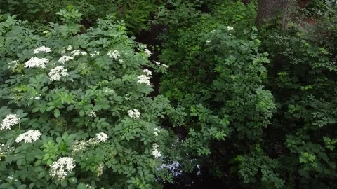 Flying over a dense green forest with a small brook Video stock 158488692