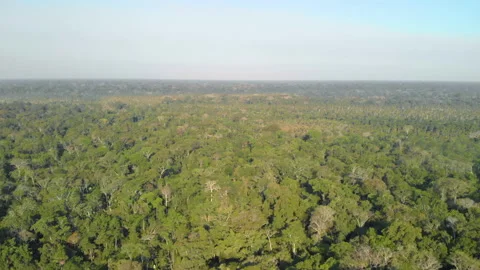 Flying over the dense jungle rainforest in Amazon region Stockbeeldmateriaal 135556672