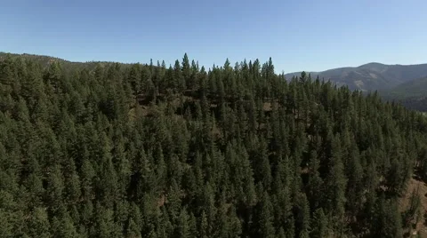 Flying Over Dense Tree Filled Hill to Revel Clinton, Montana Video stock 65627630