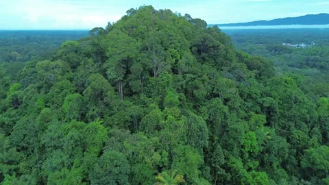 Flying over dense, tropical rainforest and dramatic mountain landscape Stock Footage 317069568