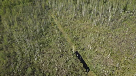 Flying over died dried trees and near green forest, aerial view. Video stock 140820042