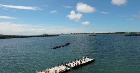Flying over docks with sunbathing sea lions and seals Stock Footage 73302985