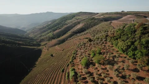 Flying over Douro vineyards during sunrise. Stock Footage 240500255