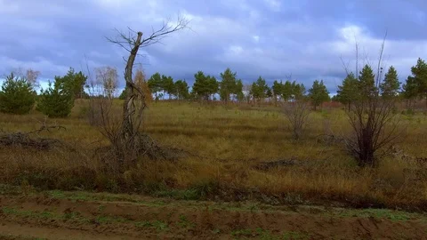 Flying over a dry branch Stock Footage 99725450