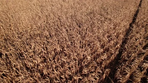 Flying over dry corn field, top view, Ukraine, Europe. Aerial view of cornfie Stock Footage 165799132