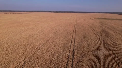 Flying over dry corn field, top view, Ukraine, Europe. Aerial view of cornfield Stock Footage 166096326