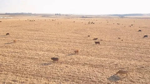 Flying over dry field full of cows on a hazy day Stock Footage 79806481