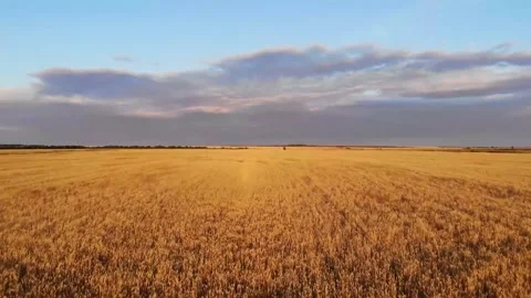 Flying over the dry fields Stock-Footage 247356350