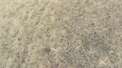 Flying over dry grass Stock Footage 84551984