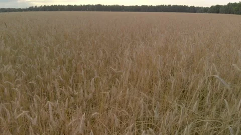 Flying over the ears of grain crops Stock Footage 145112706