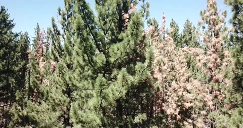 Flying Over the Eastern Sierra Nevada Mountains Inyo National Forest Video stock 219581384