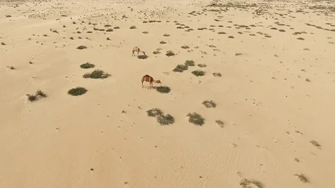 Flying over eating camels group in desert HD travel panoramic aerial video Stock Footage 74731150