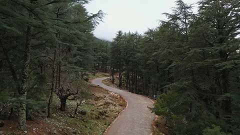 Flying over empty road in a forest 動画素材 257815524