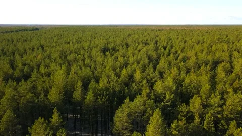 Flying over an endless coniferous forest in early autumn Stock Footage 166130956